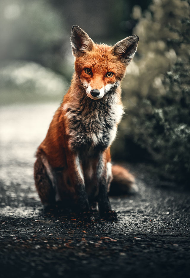 Fox Sitting On Ground
